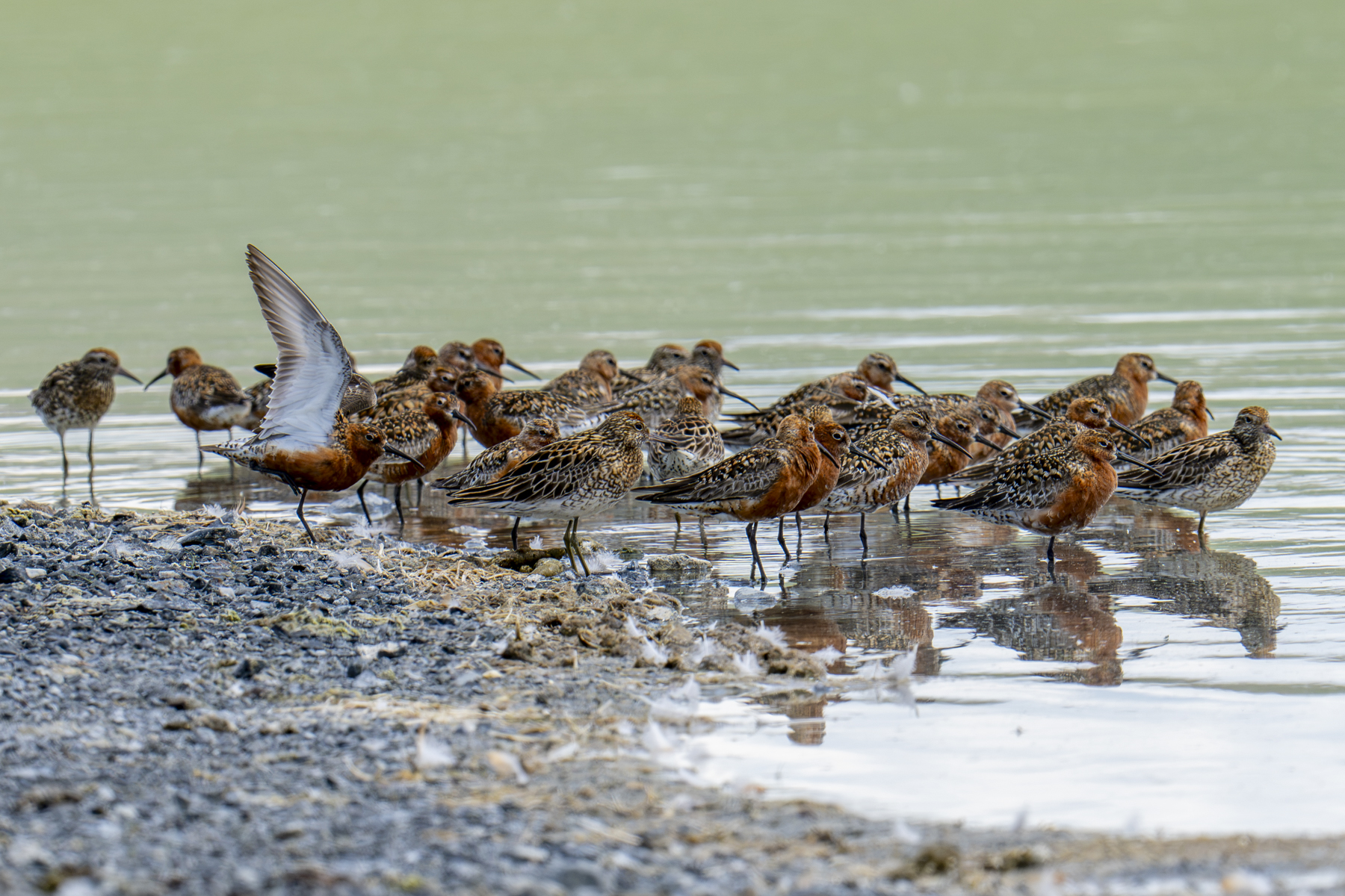 Curlew and Sharp-tailed Sandpipers (image by Mark Beaman)