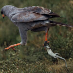 A Dark Chanting Goshawk strides off with its lizard prey clutched in its talons. Goshawks are sometimes known as 'the psychopaths' of the raptor world for their intense and ruthless ambush predatory hunting style (image by Virginia Wilde)