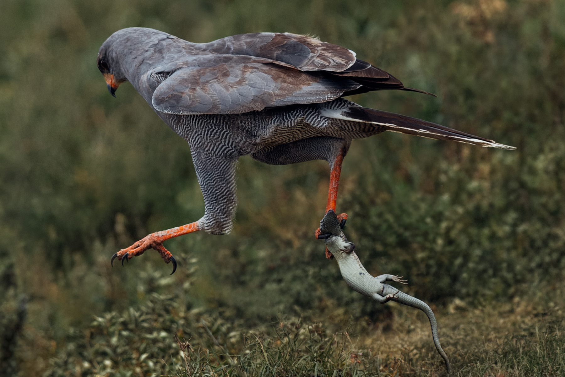 A Dark Chanting Goshawk strides off with its lizard prey clutched in its talons. Goshawks are sometimes known as 'the psychopaths' of the raptor world for their intense and ruthless ambush predatory hunting style (image by Virginia Wilde)