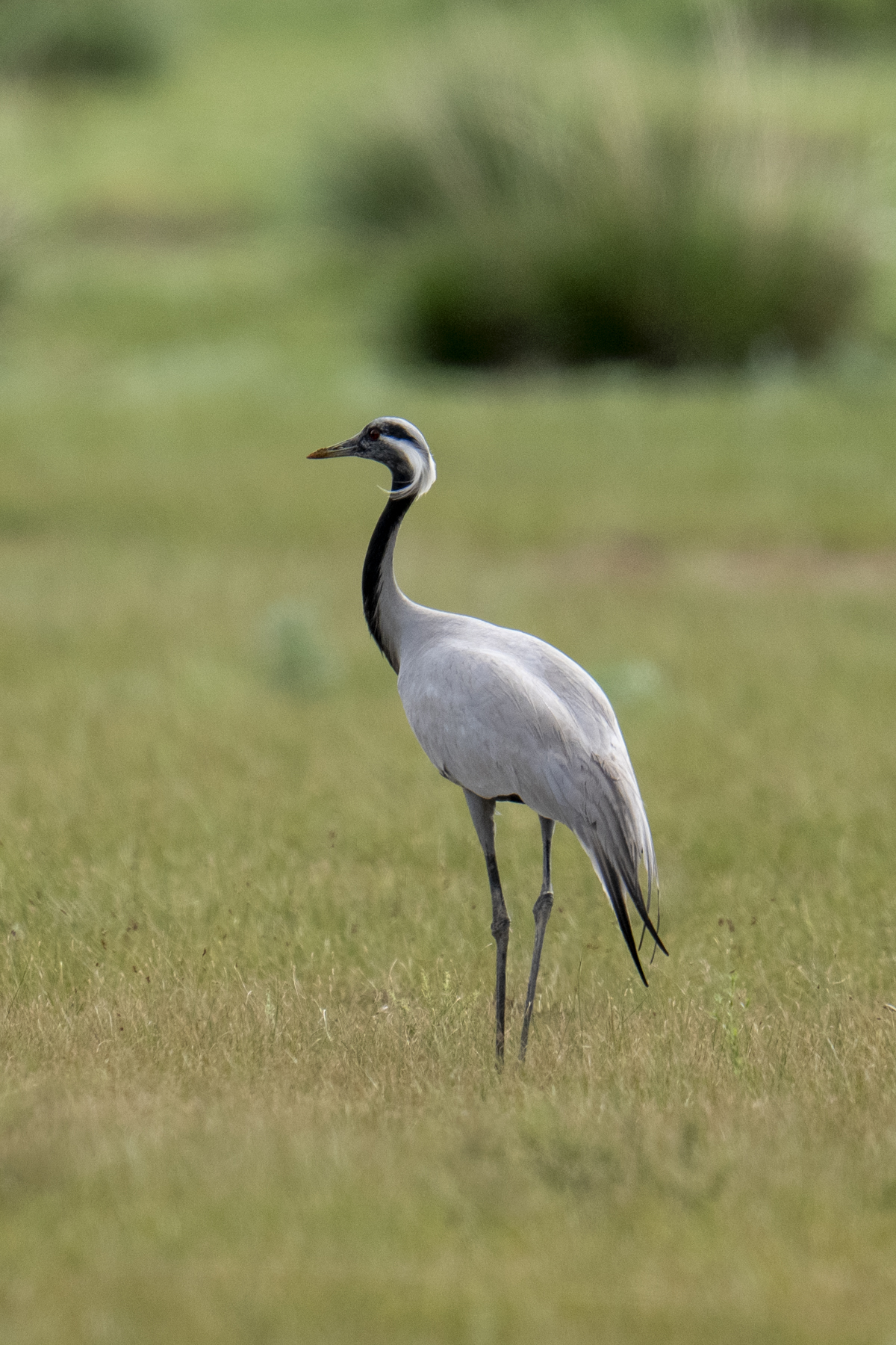 Demoiselle Crane (image by Mark Beaman)