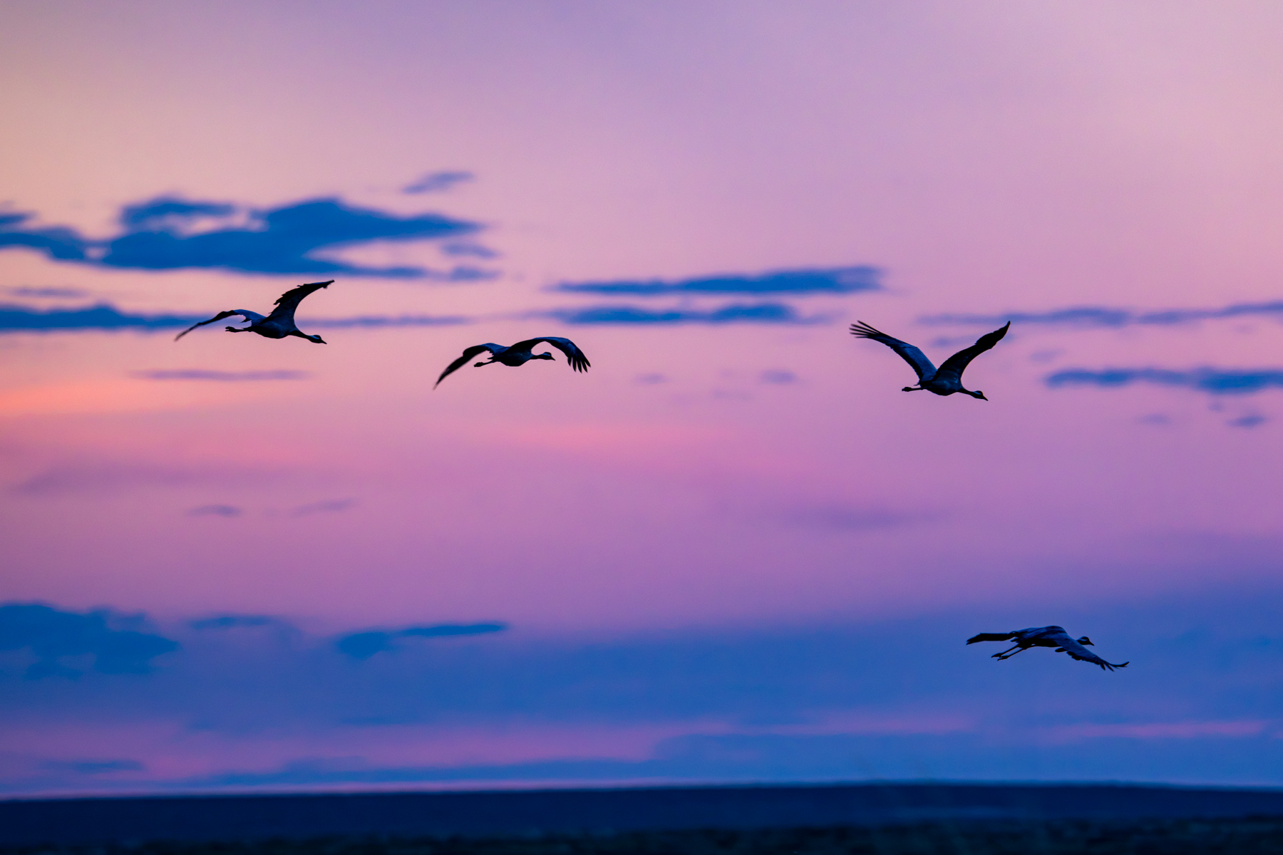 Demoiselle Cranes flying at dusk (image by Inger Vandyke)
