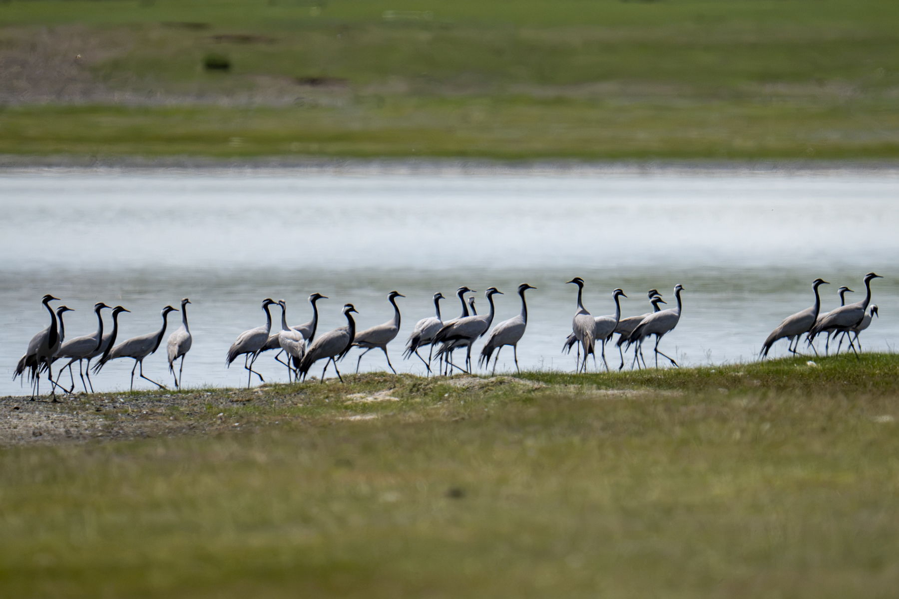 Demoiselle Cranes (image by Mark Beaman)