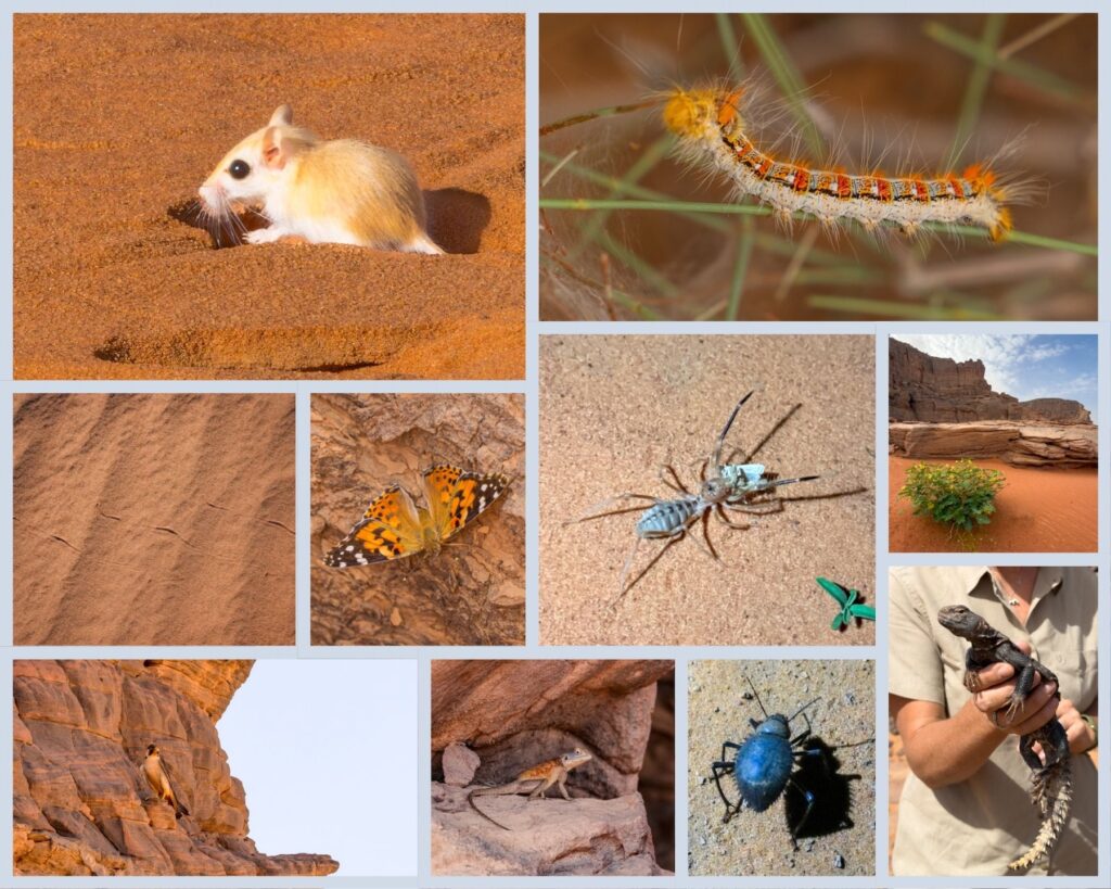 Desert wildlife in Algeria (images by Inger Vandyke, Katie Hustler and Sabine Kretschmer)