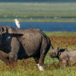 Barely more than a thousand Eastern Black Rhinos remain in the wild, making every sighting (and every calf) a conservation success story. Even the egrets seem keen to escort the next generation, here in Tanzania's Ngorongoro Crater (image by Virginia Wilde)