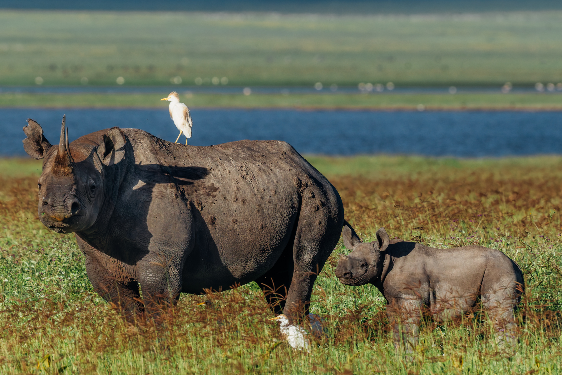 Barely more than a thousand Eastern Black Rhinos remain in the wild, making every sighting (and every calf) a conservation success story. Even the egrets seem keen to escort the next generation, here in Tanzania's Ngorongoro Crater (image by Virginia Wilde)