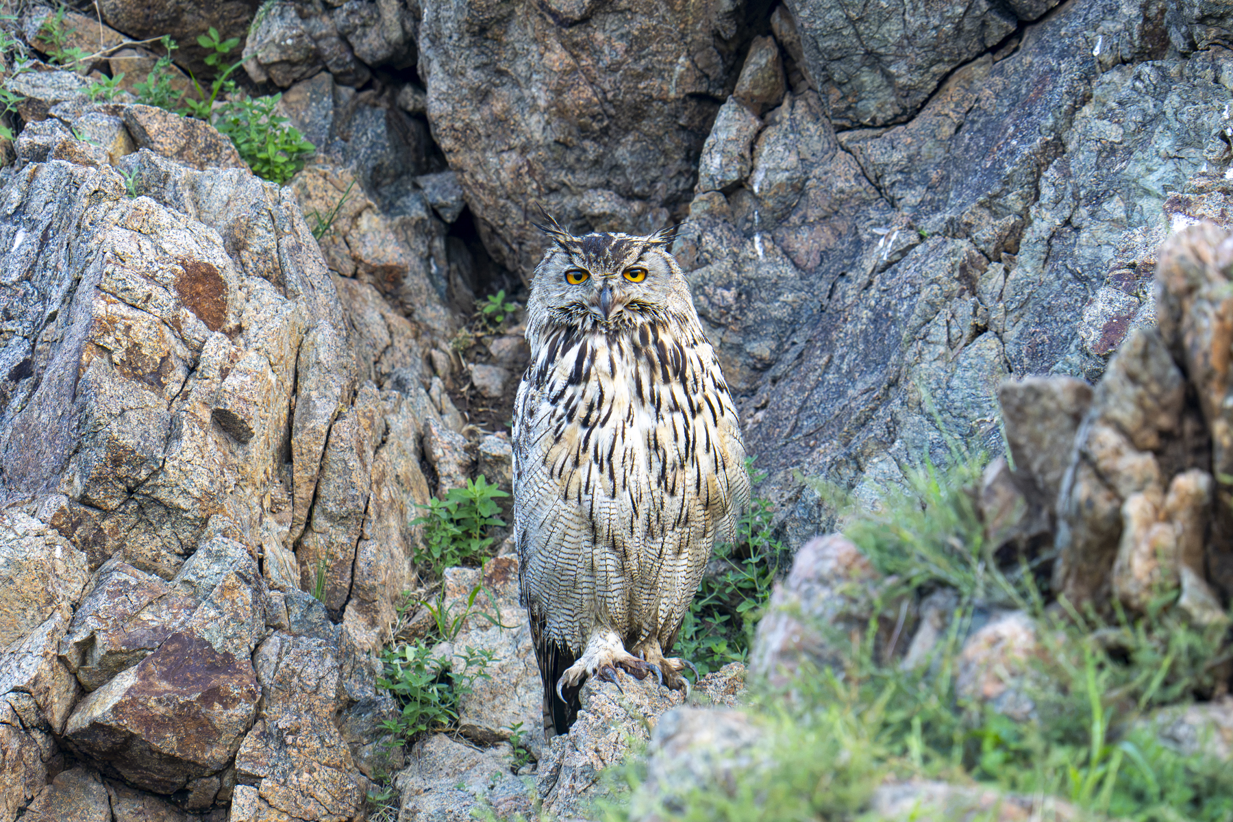 Eurasian Eagle-Owl (image by Mark Beaman)