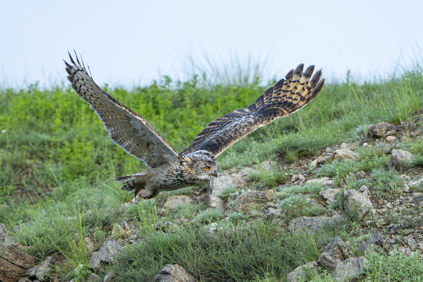 Eurasian Eagle-Owl (image by Mark Beaman)