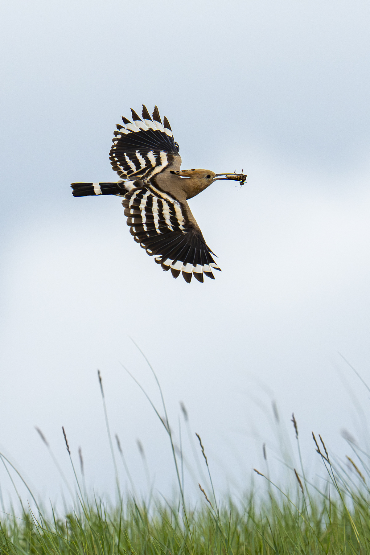 Eurasian Hoopoe with prey (image by Mark Beaman)
