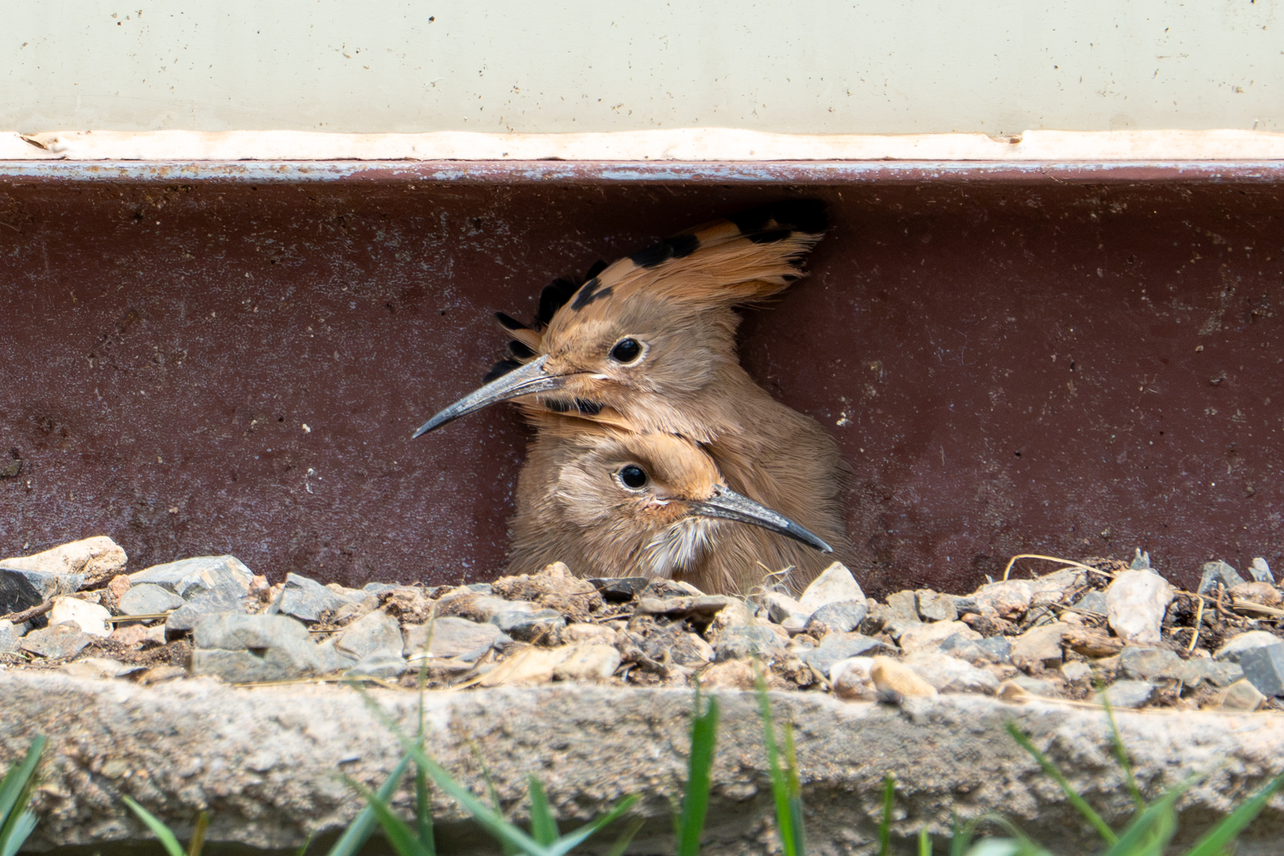Almost ready to fledge, two Eurasian Hoopoe chicks wait for their parents to return with food (image by Inger Vandyke)