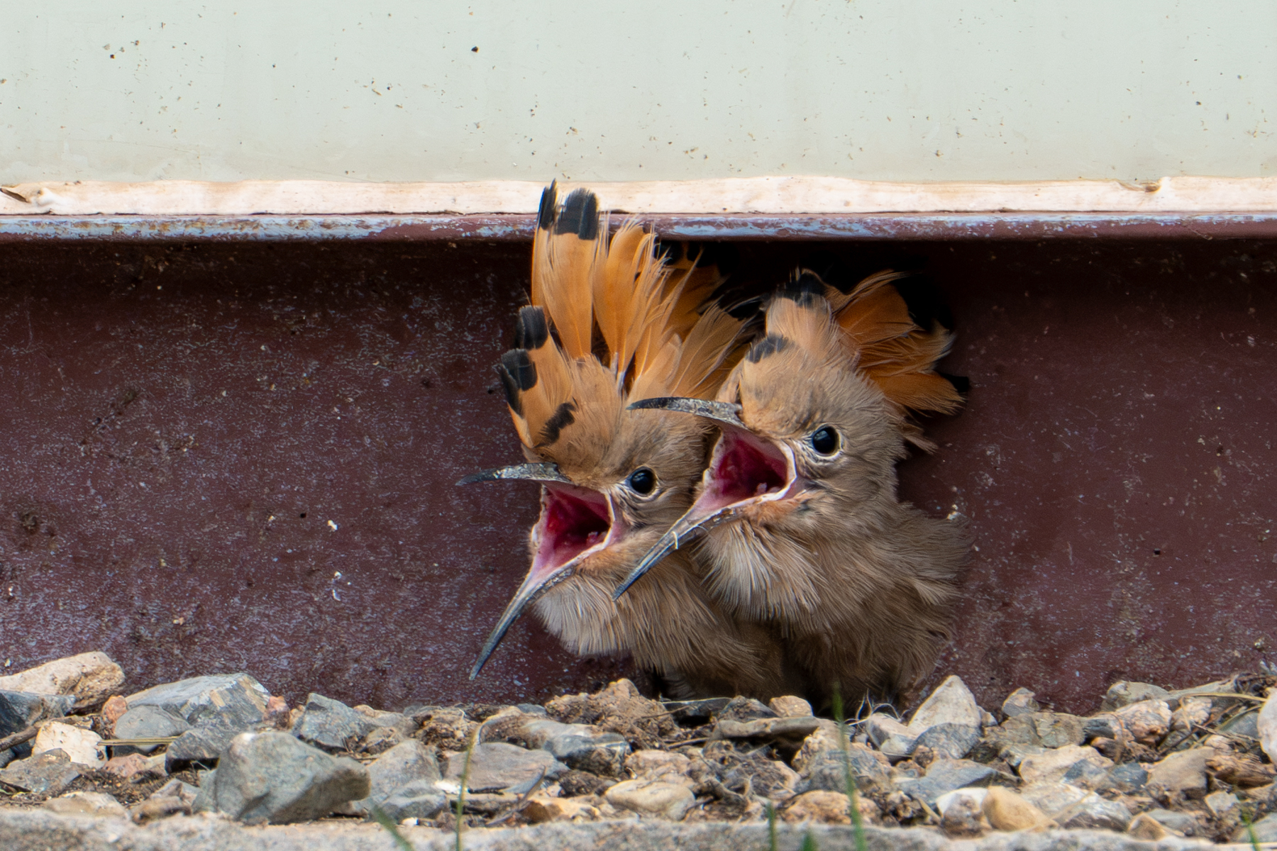 Hungry Hoopoe chicks (image by Inger Vandyke)