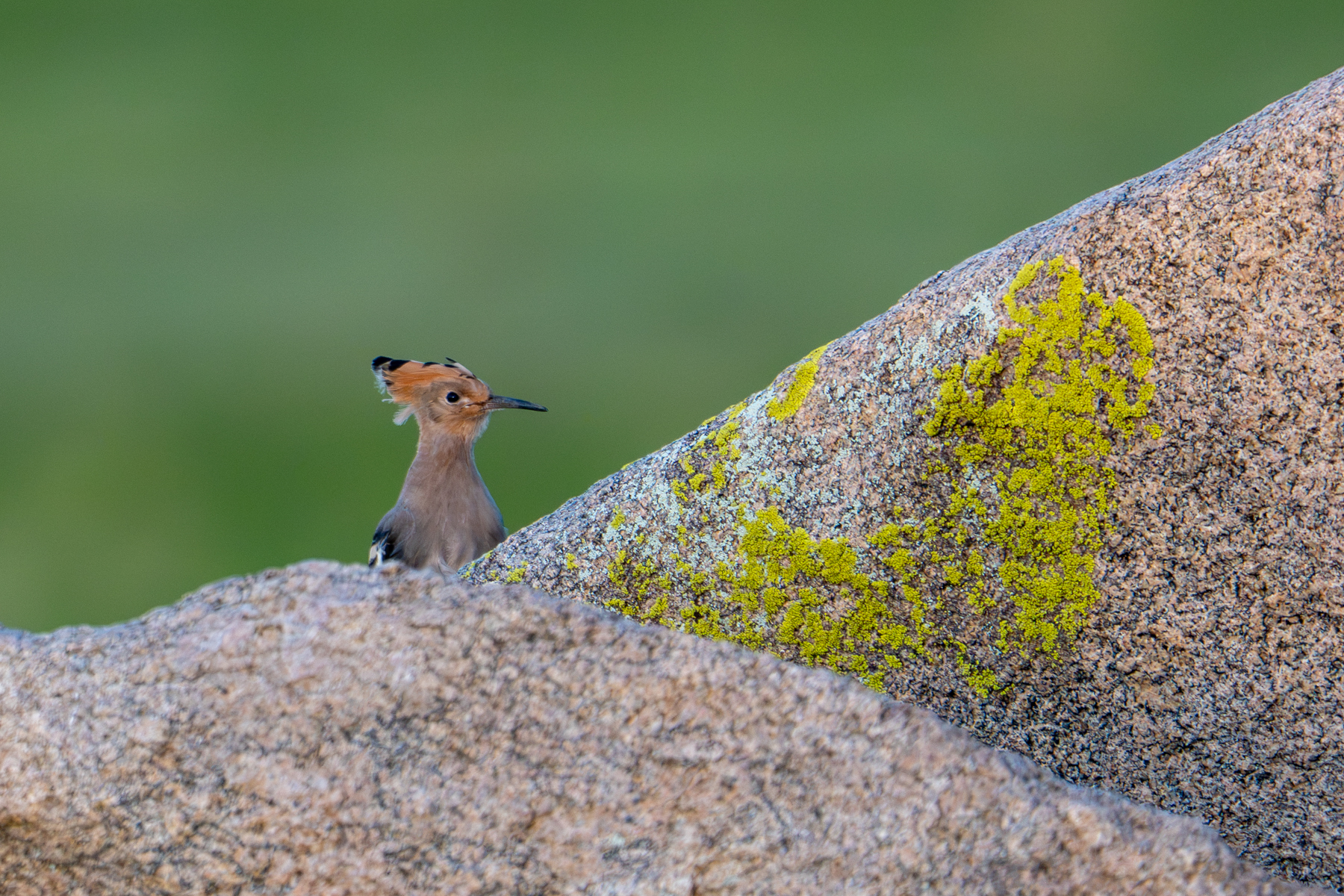Eurasian Hoopoe on the rocks of the steppe (image by Inger Vandyke)