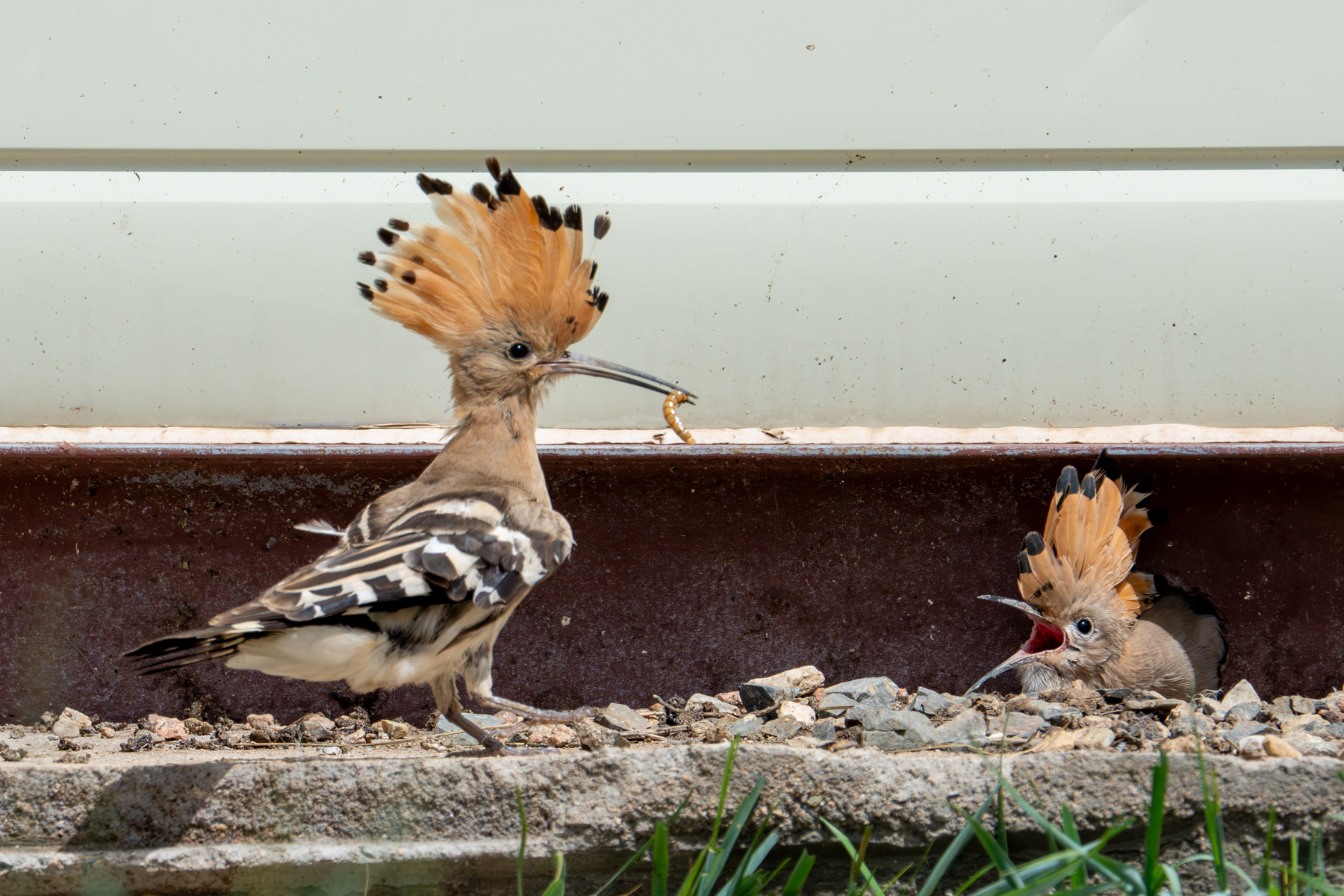 Eurasian Hoopoe bringing food to its hungry chick (image by Inger Vandyke)