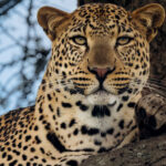 Leopards spend much of their lives unseen. So when one looks back, it is difficult to tear your eyes away. We found this female in an Acacia tree on our first afternoon in Ndutu, Tanzania (image by Virginia Wilde)