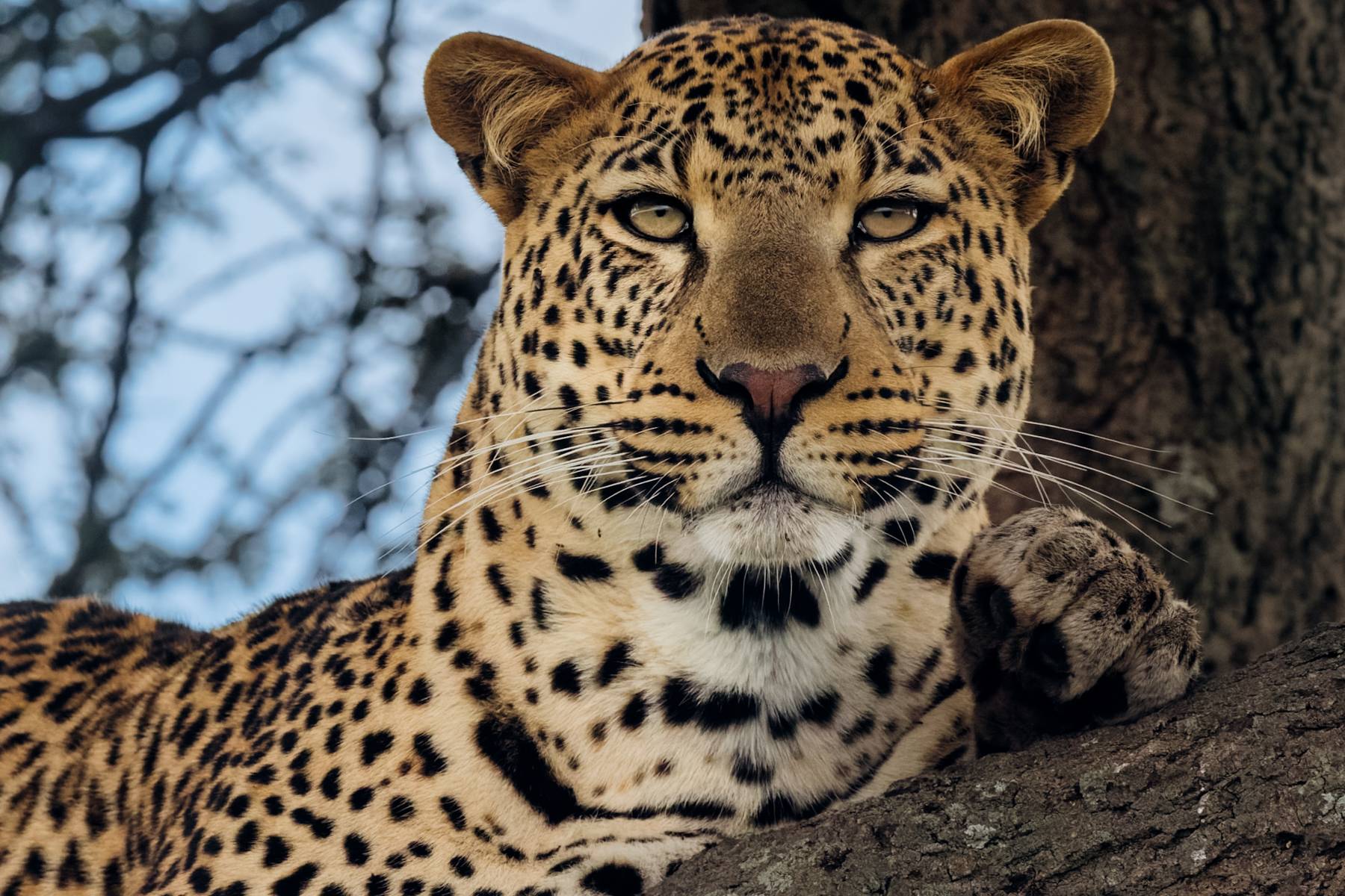 Leopards spend much of their lives unseen. So when one looks back, it is difficult to tear your eyes away. We found this female in an Acacia tree on our first afternoon in Ndutu, Tanzania (image by Virginia Wilde)