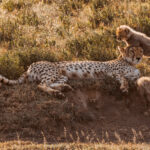 To Cheetah cubs, mum's body represents equal parts nursery, playground and jungle gym. And if you find a Cheetah mother enjoying a peaceful lie-down, her cubs probably haven't found her yet (image by Virginia Wilde)
