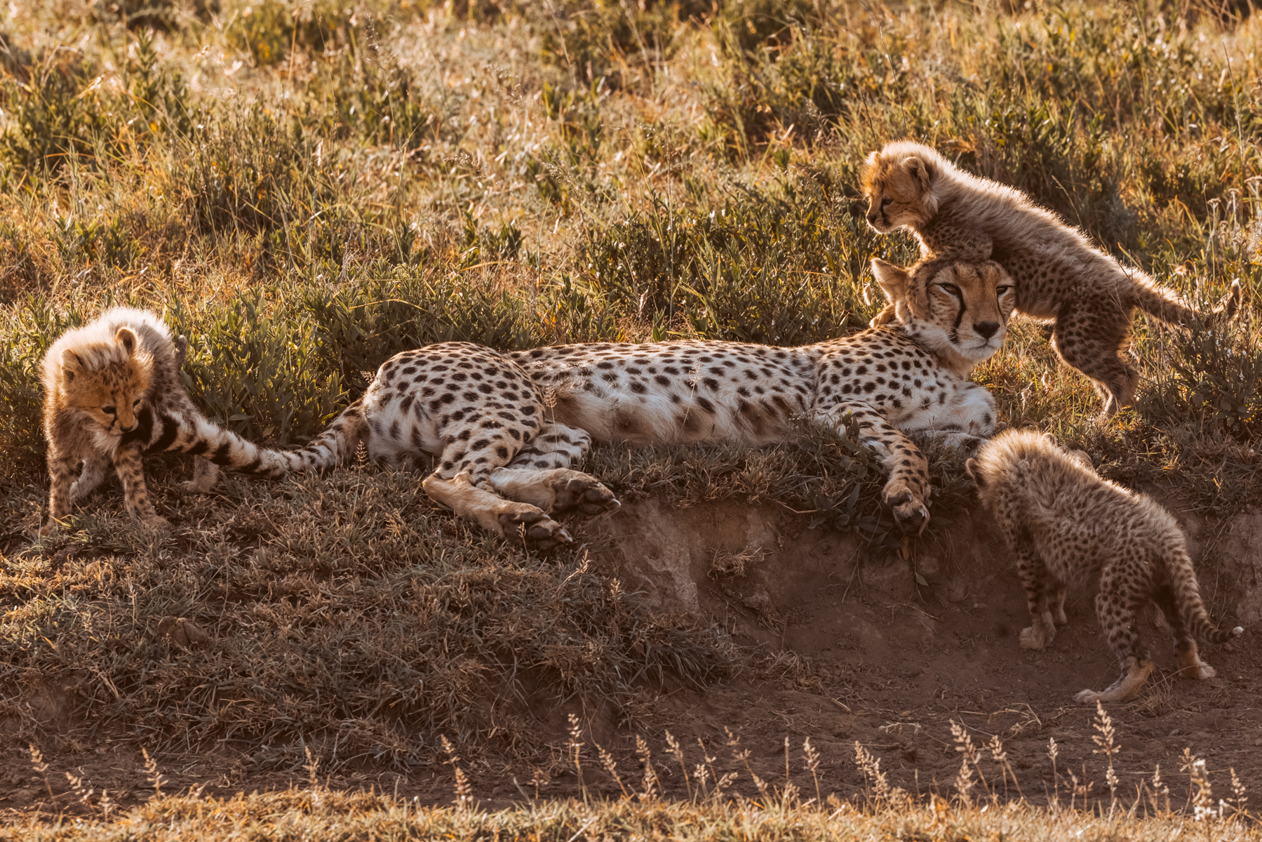 To Cheetah cubs, mum's body represents equal parts nursery, playground and jungle gym. And if you find a Cheetah mother enjoying a peaceful lie-down, her cubs probably haven't found her yet (image by Virginia Wilde)