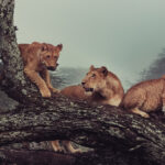 A Lioness supervises as her cubs turn a fallen tree into an adventure playground, on a misty morning in Tanzania's Ndutu region (image by Virginia Wilde)
