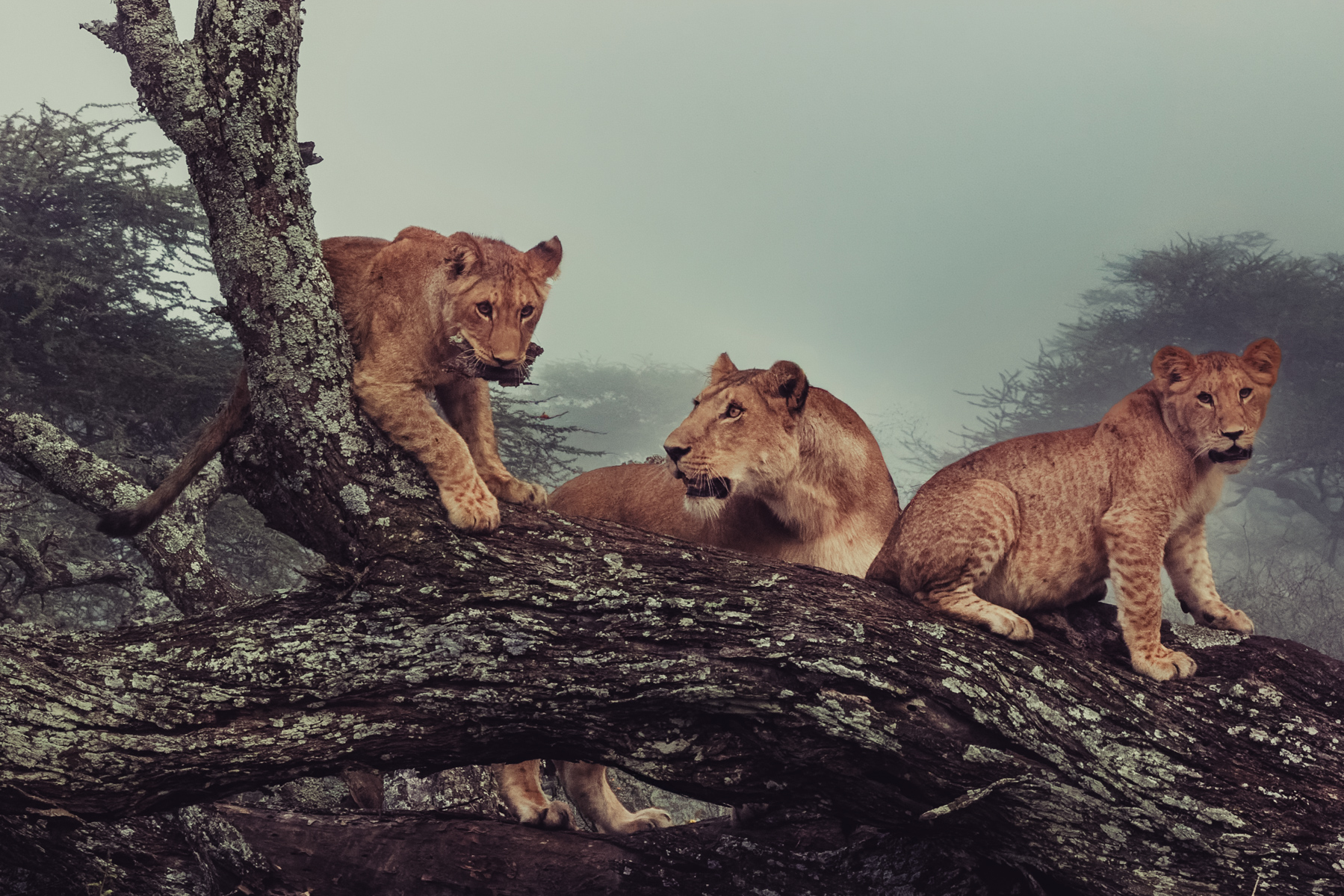 A Lioness supervises as her cubs turn a fallen tree into an adventure playground, on a misty morning in Tanzania's Ndutu region (image by Virginia Wilde)