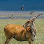 To these swallows, a Common Eland is a mobile buffet with horns. They pick off the insects disturbed as the eland moves through the grass, turning the herbivore into an unwitting hunting assistant (image by Virginia Wilde)