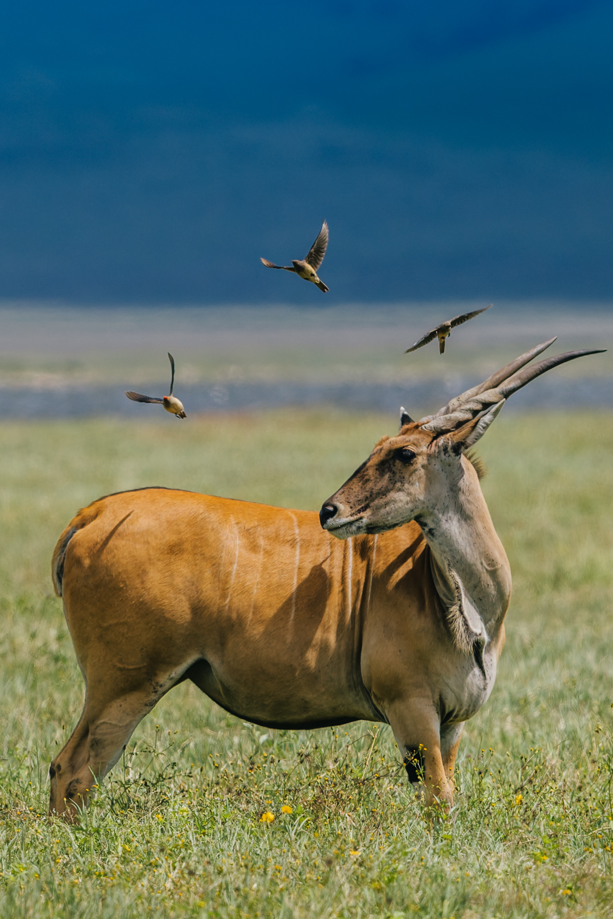 To these swallows, a Common Eland is a mobile buffet with horns. They pick off the insects disturbed as the eland moves through the grass, turning the herbivore into an unwitting hunting assistant (image by Virginia Wilde)