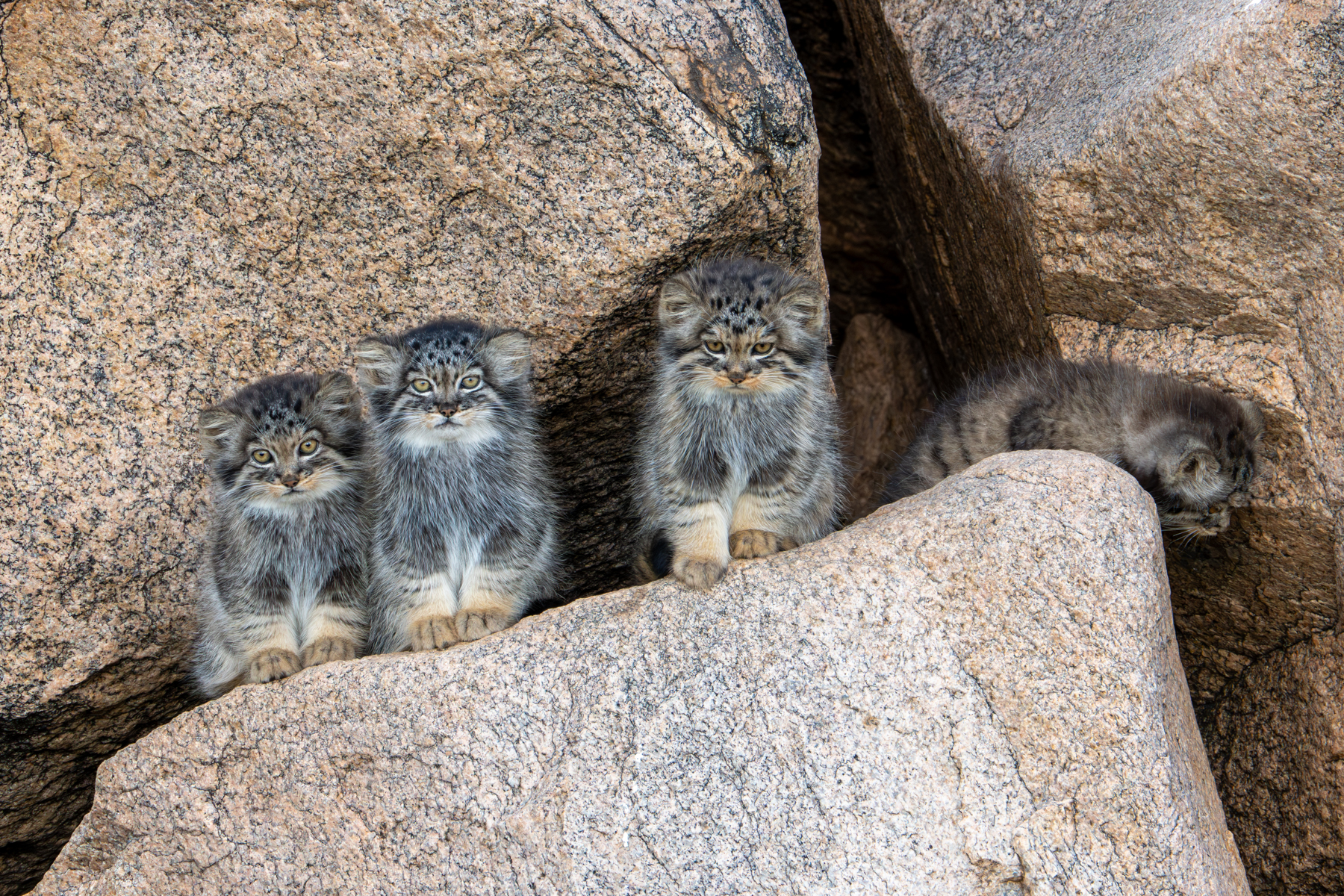 Kittens keeping guard from their den entrance (image by Inger Vandyke)