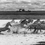 Spray flies as Plains Zebra thunder across the shallows in Ndutu, Tanzania. Their bold stripes may also help to confuse predators when the herd is on the move (image by Virginia Wilde)