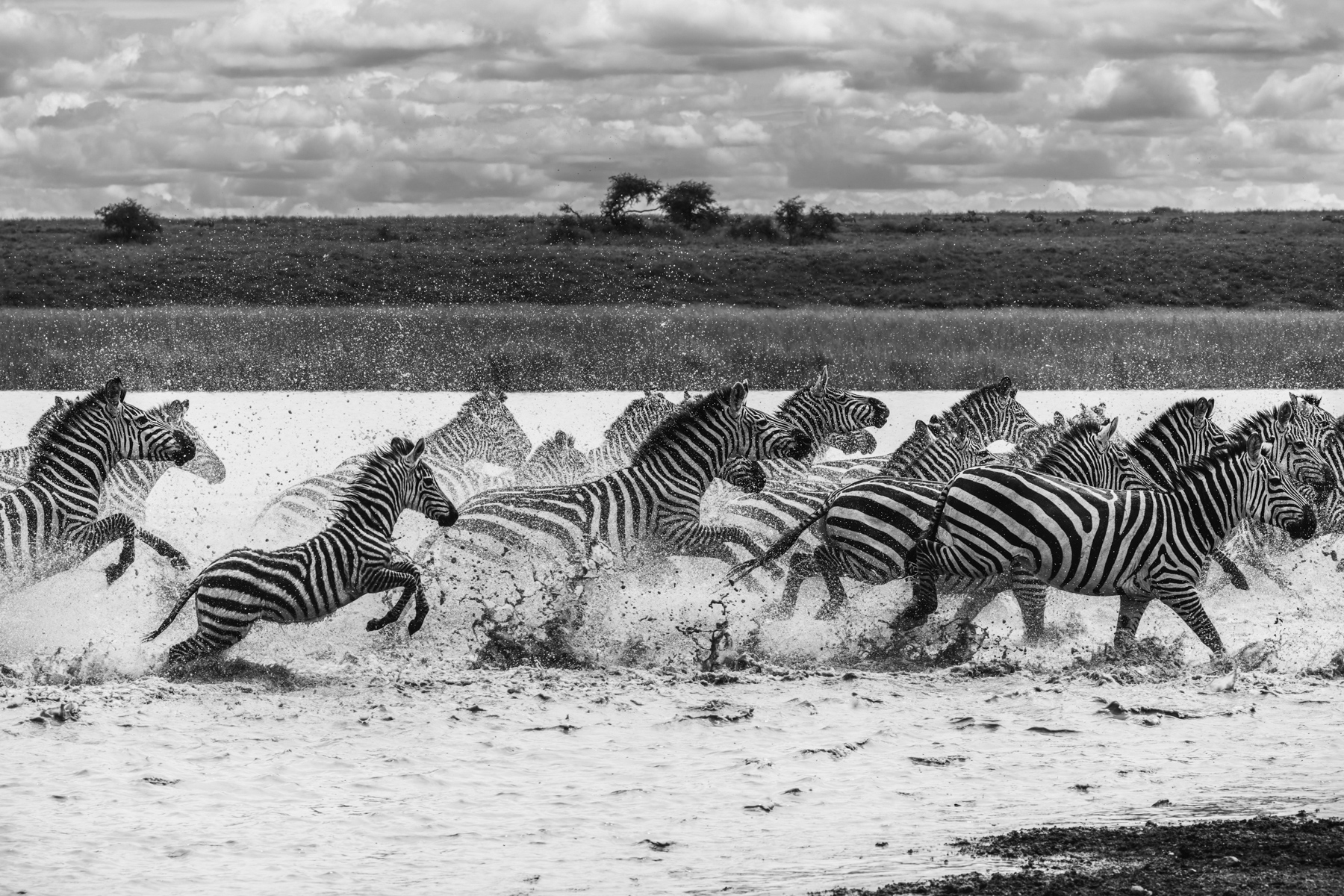 Spray flies as Plains Zebra thunder across the shallows in Ndutu, Tanzania. Their bold stripes may also help to confuse predators when the herd is on the move (image by Virginia Wilde)