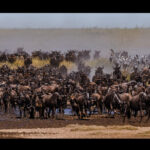 Rush hour on the Serengeti. Nobody's giving way, everyone's thirsty, and patience is in short supply. Just a snapshot of the chaos of the Great Migration (image by Virginia Wilde)