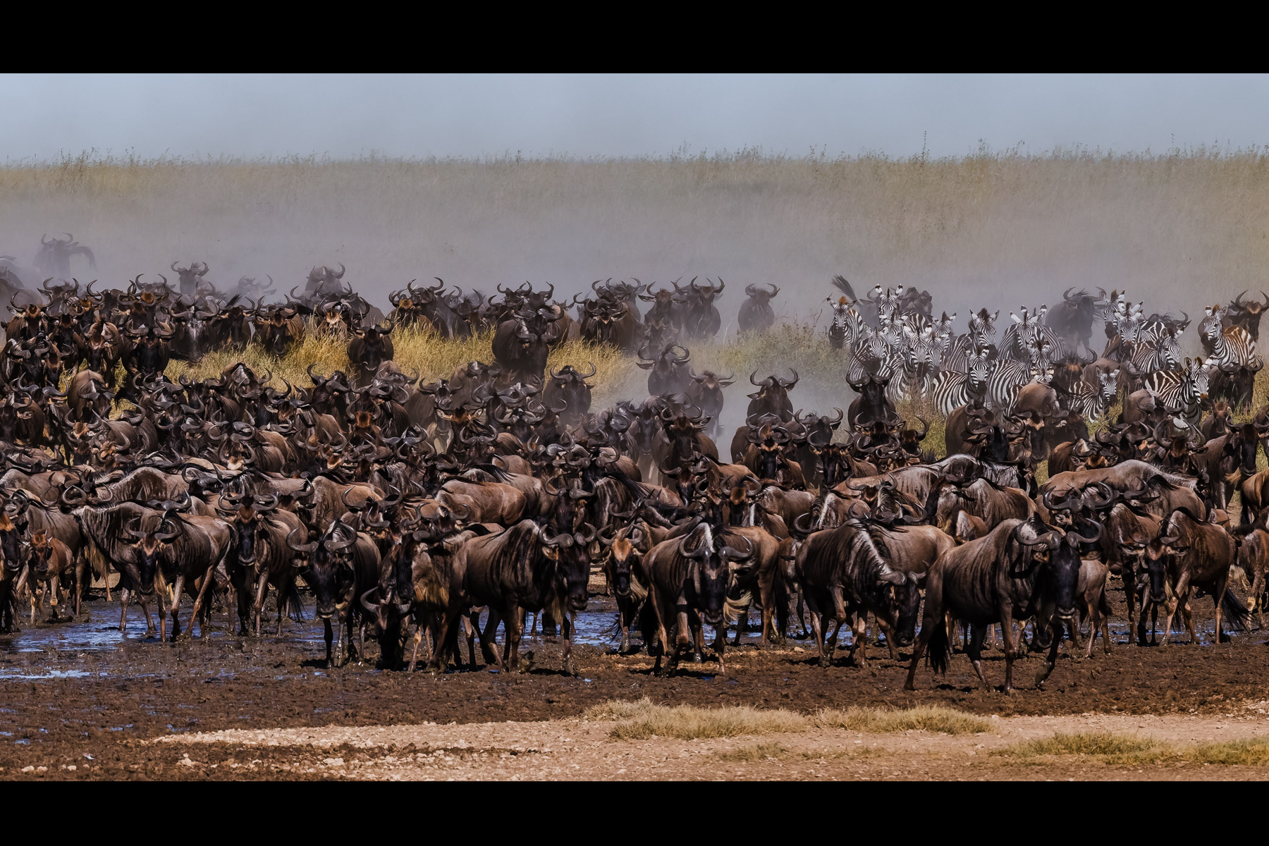 Rush hour on the Serengeti. Nobody's giving way, everyone's thirsty, and patience is in short supply. Just a snapshot of the chaos of the Great Migration (image by Virginia Wilde)