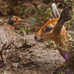 An unlikely meeting between a Grey-breasted Spurfowl and a Kirks Dik Dik in the Tanzanian bush. Both rely on stillness and camouflage