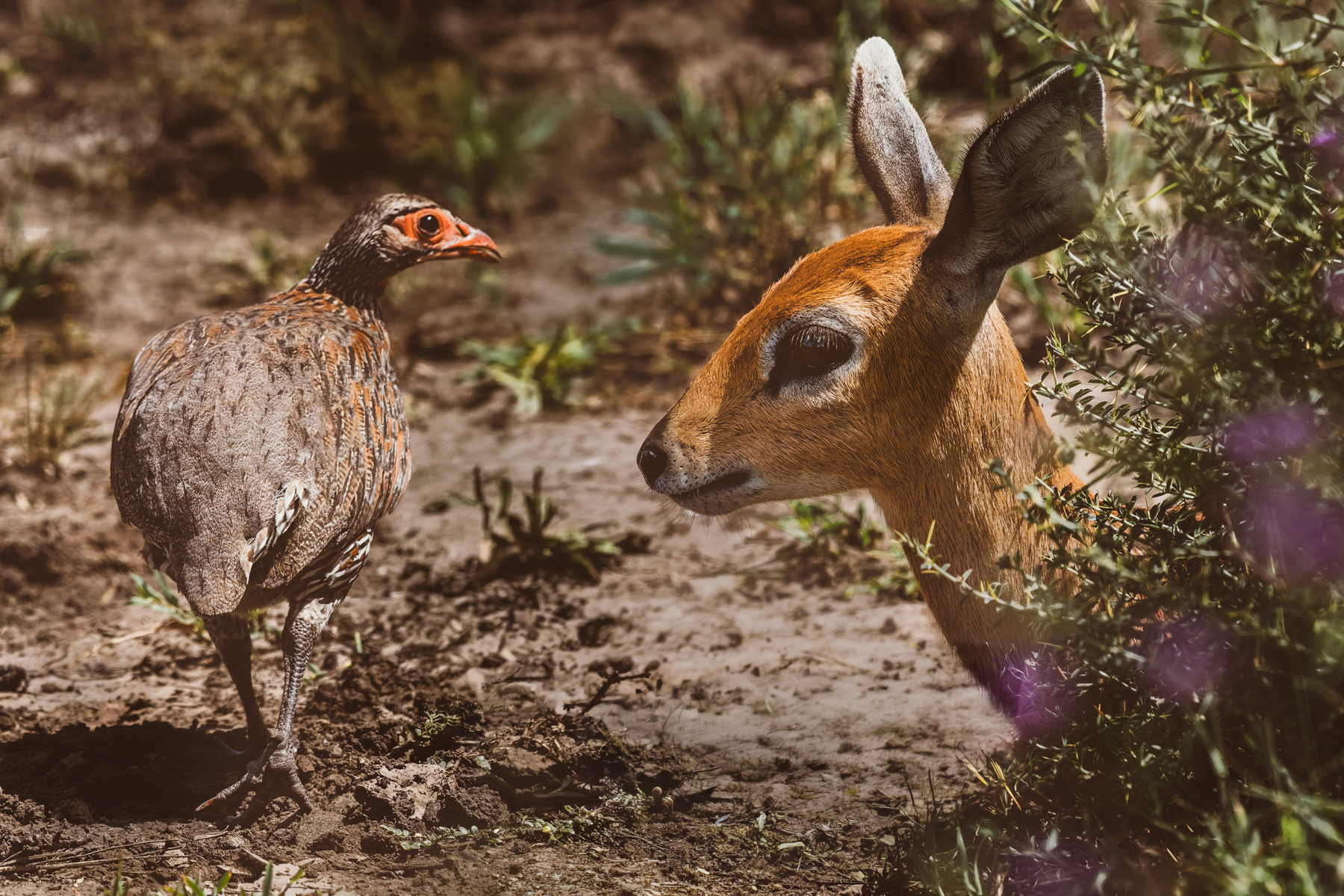 An unlikely meeting between a Grey-breasted Spurfowl and a Kirks Dik Dik in the Tanzanian bush. Both rely on stillness and camouflage