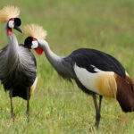 The Grey-Crowned Crane wears Africa's most extravagant hairstyle. Courtship, however, is all about the quieter gestures (image by Virginia Wilde)
