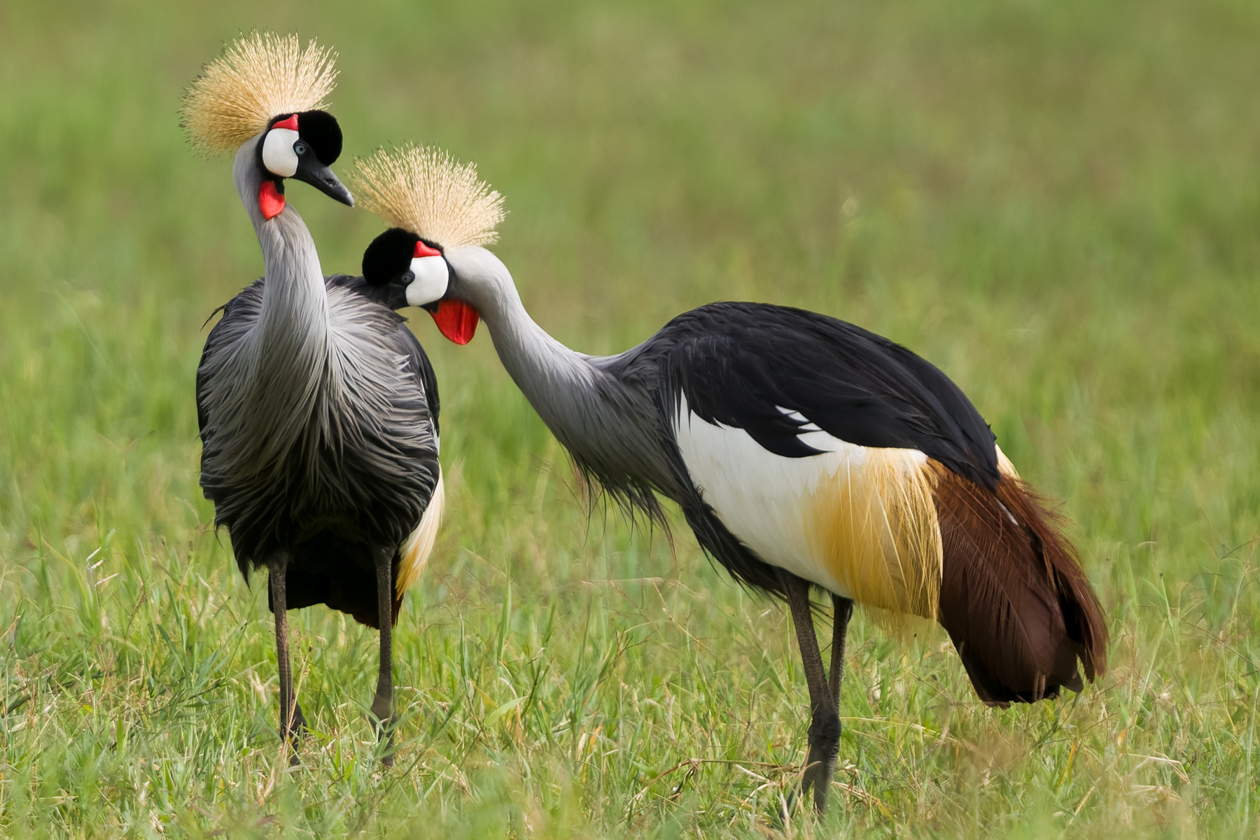 The Grey-Crowned Crane wears Africa's most extravagant hairstyle. Courtship, however, is all about the quieter gestures (image by Virginia Wilde)