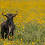Golden blooms stretch to the horizon as a Western White-bearded Wildebeest (A subspecies of the Blue Wildebeest) stands still in a sea of flowers in Tanzania's Ngorongoro Crater (image by Virginia Wilde)
