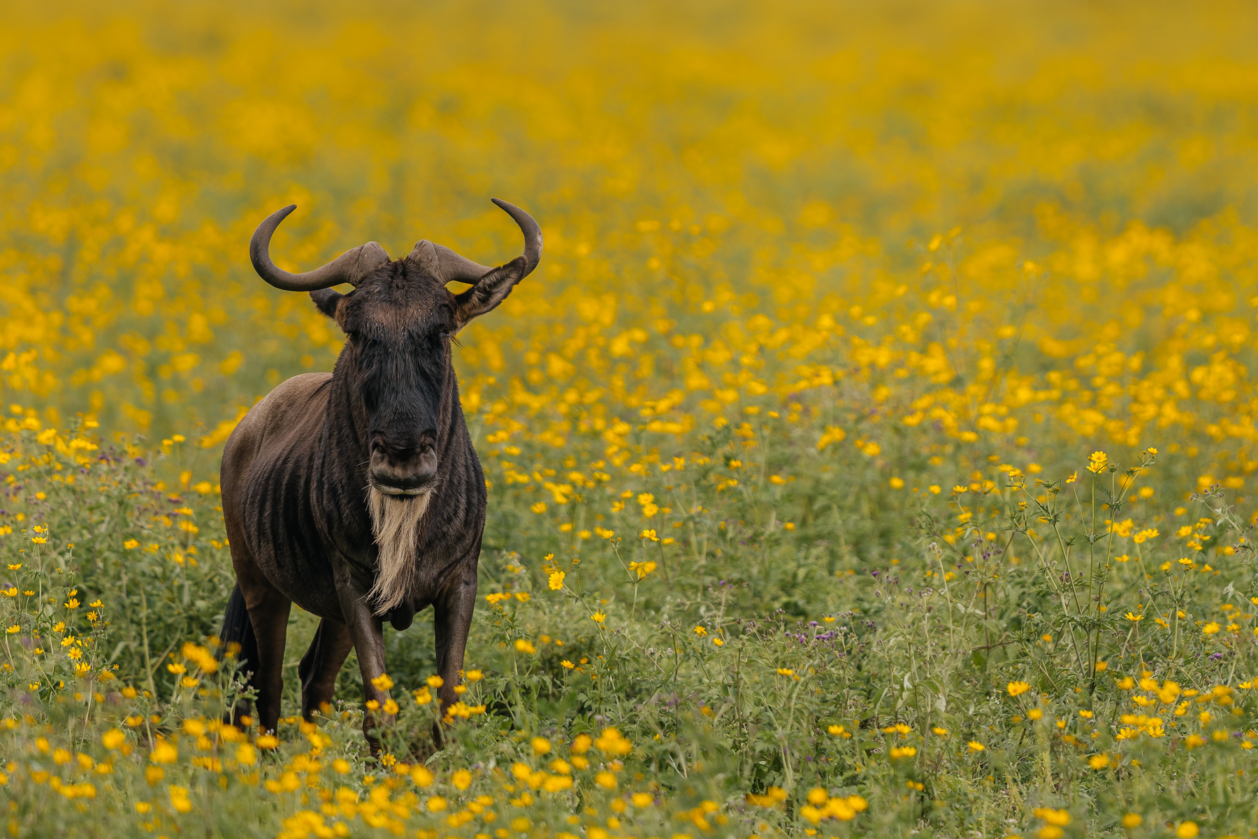 Golden blooms stretch to the horizon as a Western White-bearded Wildebeest (A subspecies of the Blue Wildebeest) stands still in a sea of flowers in Tanzania's Ngorongoro Crater (image by Virginia Wilde)