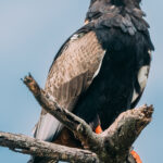 I've always loved Bateleur Eagles. Their name 'bateleur' translates to 'street performer', 'juggler' or 'acrobat' - due to their incredibly gymnastic displays and rocking moves in-flight (image by Virginia Wilde)