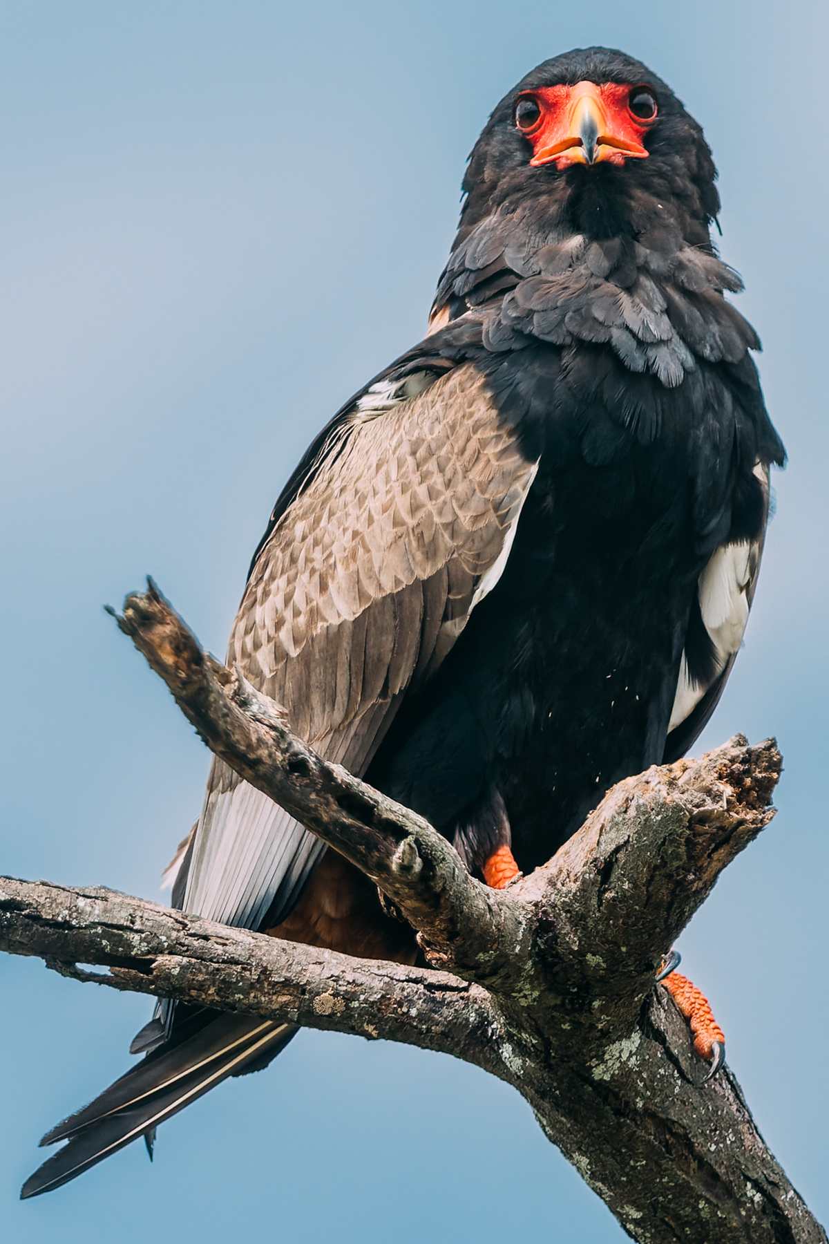 I've always loved Bateleur Eagles. Their name 'bateleur' translates to 'street performer', 'juggler' or 'acrobat' - due to their incredibly gymnastic displays and rocking moves in-flight (image by Virginia Wilde)