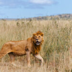 A young male Lion pauses to assess his surroundings. Lions may look unhurried, but they're constantly gathering information through sight, scent and sound (image by Virginia Wilde)