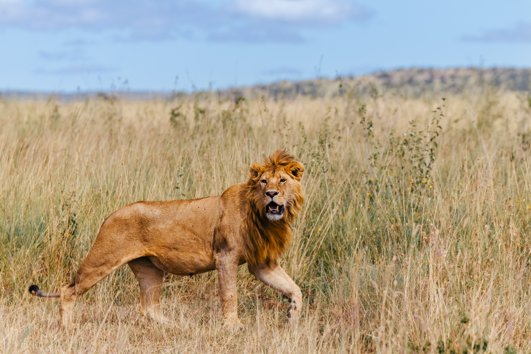 A young male Lion pauses to assess his surroundings. Lions may look unhurried, but they're constantly gathering information through sight, scent and sound (image by Virginia Wilde)