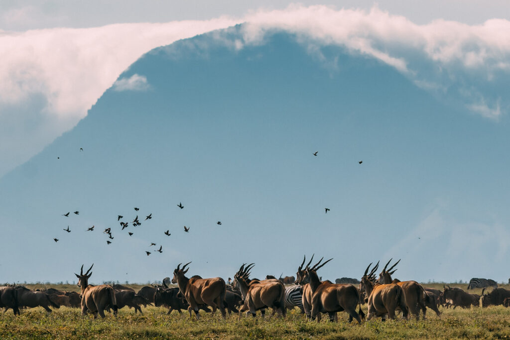 Morning light catches herds of Topi, Wildebeest and Zebra against the towering wall of the volcanic Ngorongoro Highlands, while in Tanzania's Ndutu region (image by Virginia Wilde)