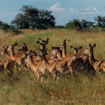 Graceful they may be, but Impalas survive through constant vigilance. Their large ears can swivel independently to pinpoint the faintest sound (image by Virginia Wilde)