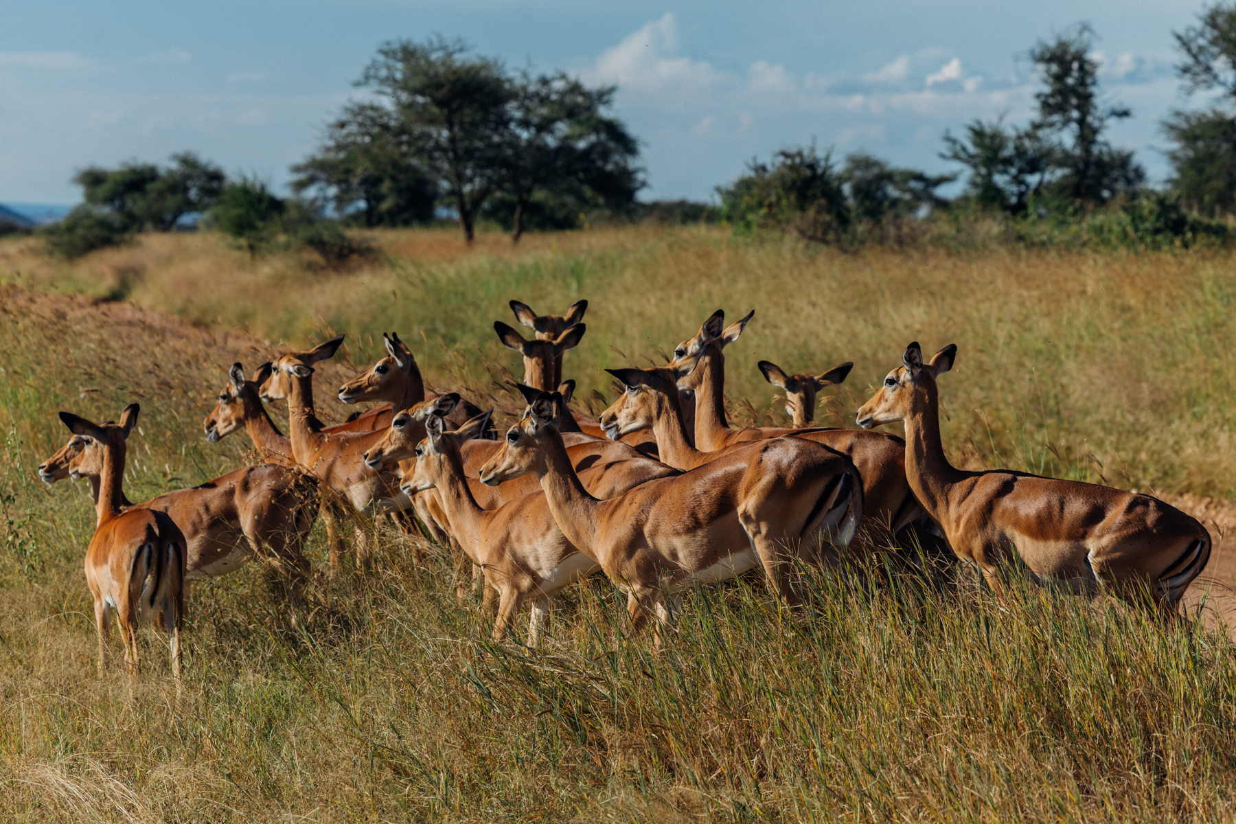 Graceful they may be, but Impalas survive through constant vigilance. Their large ears can swivel independently to pinpoint the faintest sound (image by Virginia Wilde)