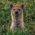 Aww, I never thought you belonged among Africa's famous 'Ugly Five' (consisting of the Warthog, Wildebeest, Marabou Stork, Lappet-faced Vulture and - yes - the Spotted Hyena.) Don't worry Hyena. To me, you're a handsome animal indeed (image by Virginia Wilde)