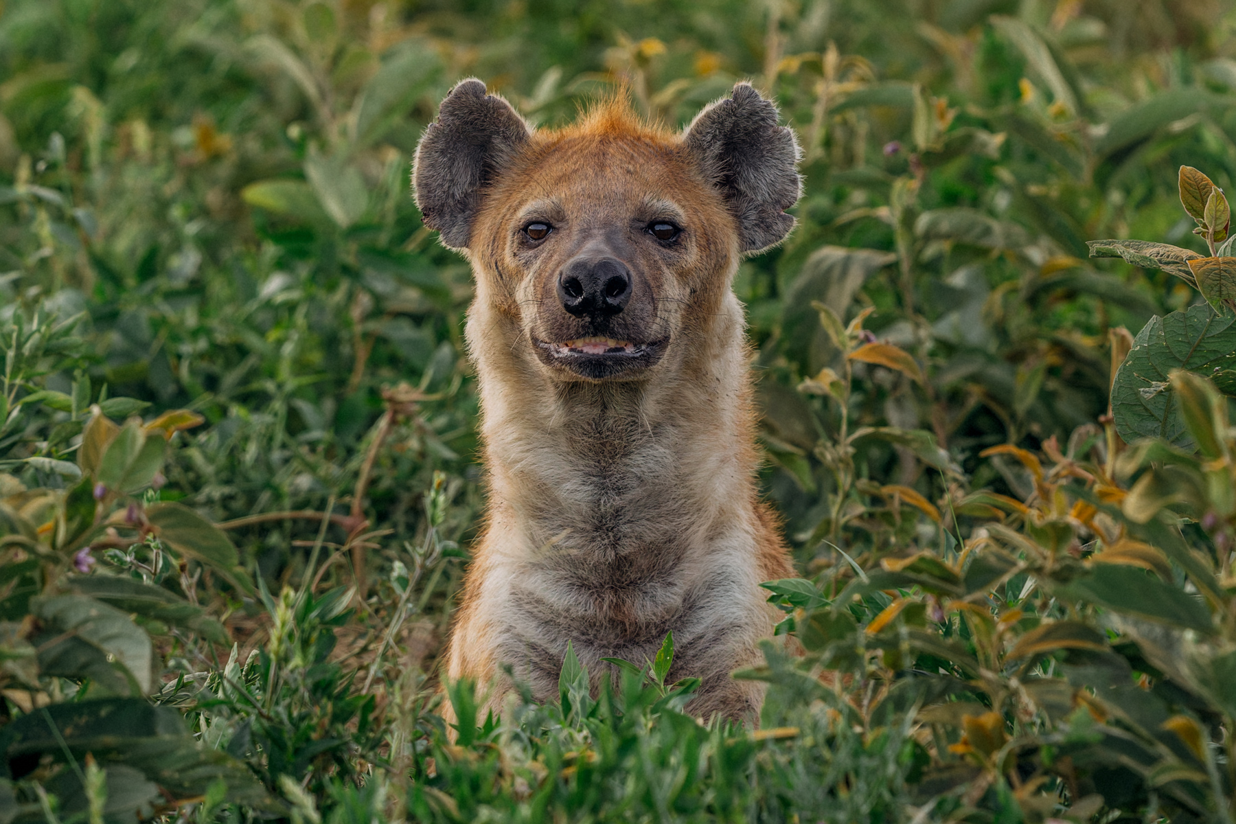 Aww, I never thought you belonged among Africa's famous 'Ugly Five' (consisting of the Warthog, Wildebeest, Marabou Stork, Lappet-faced Vulture and - yes - the Spotted Hyena.) Don't worry Hyena. To me, you're a handsome animal indeed (image by Virginia Wilde)