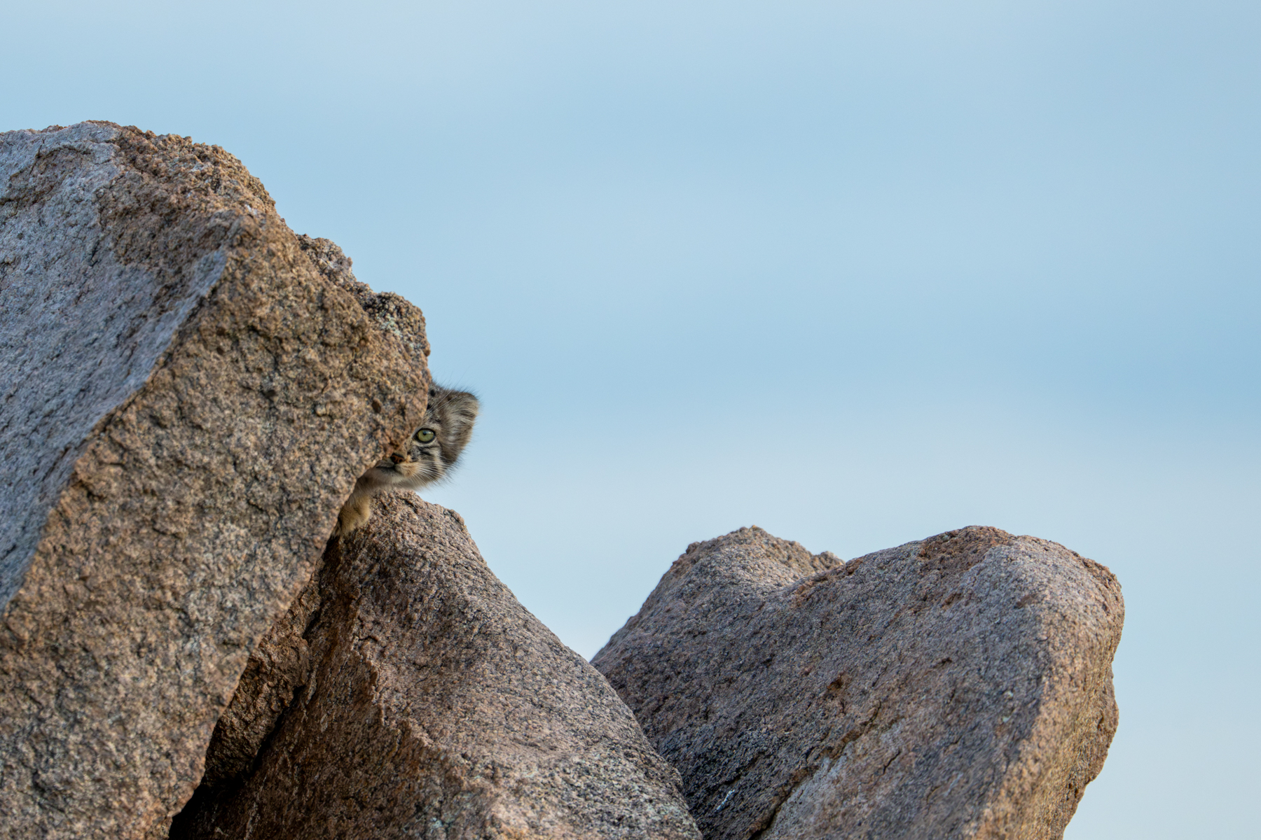 A tiny kitten sneaks a glimpse from behind the rocks (image by Inger Vandyke)