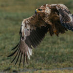 A Tawny Eagle's eyesight is among the sharpest in the animal kingdom, allowing it to detect the slightest movement far below. It thrives by reading the landscape as carefully as the wind (image by Virginia Wilde)