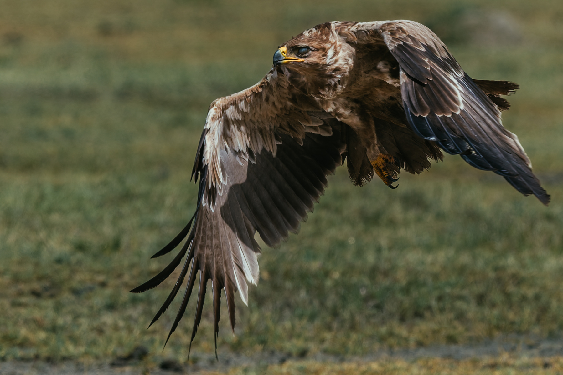 A Tawny Eagle's eyesight is among the sharpest in the animal kingdom, allowing it to detect the slightest movement far below. It thrives by reading the landscape as carefully as the wind (image by Virginia Wilde)