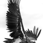 A Lappet-faced Vulture, Africa's largest and most powerful vulture, banks overhead. With a wingspan approaching 2.9 metres, it dominates the skies above the Serengeti (image by Virginia Wilde)