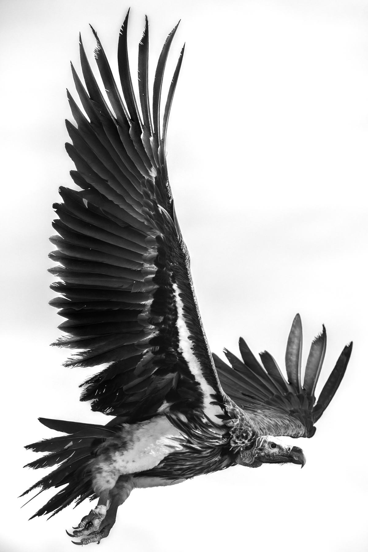 A Lappet-faced Vulture, Africa's largest and most powerful vulture, banks overhead. With a wingspan approaching 2.9 metres, it dominates the skies above the Serengeti (image by Virginia Wilde)