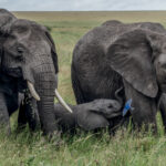 What a lovely moment as a Barn Swallow swoops in front of an infant African Savanna Elephant. This young calf raises its trunk, as if in joy. Elephants take years to master the use of their trunks, which contain around 40,000 muscles (image by Virginia Wilde)